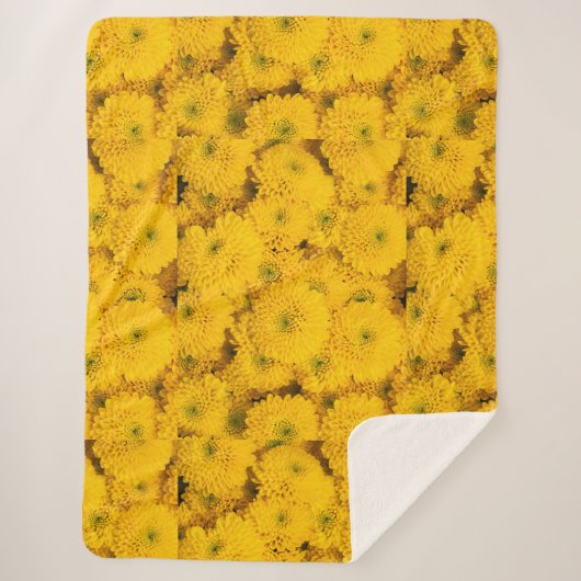 Gelbe Gartenastere Mums chrysanthemums Blume Sherpadecke (Vorderseite)