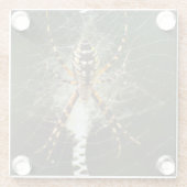 Gelbe Gartenspinne im Netz in Dunkelheit Glasuntersetzer (Rückseite)