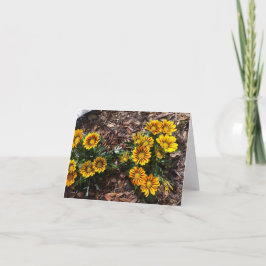 Gelbe Gazanias-Blume auf einer weißen Notenkarte Karte