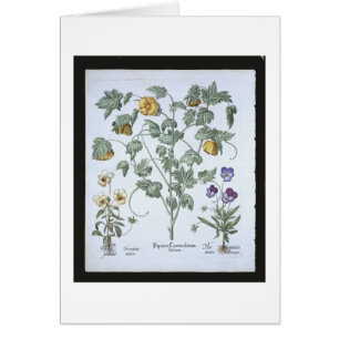 Gelbe gehörnte Mohnblume, vom 'Hortus Eystettensi