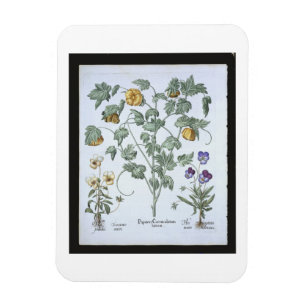 Gelbe gehörnte Mohnblume, vom 'Hortus Eystettensi Magnet