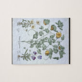 Gelbe gehörnte Mohnblume, vom 'Hortus Eystettensis Puzzle (Horizontal)