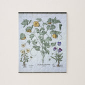 Gelbe gehörnte Mohnblume, vom 'Hortus Eystettensis Puzzle (Vertikal)