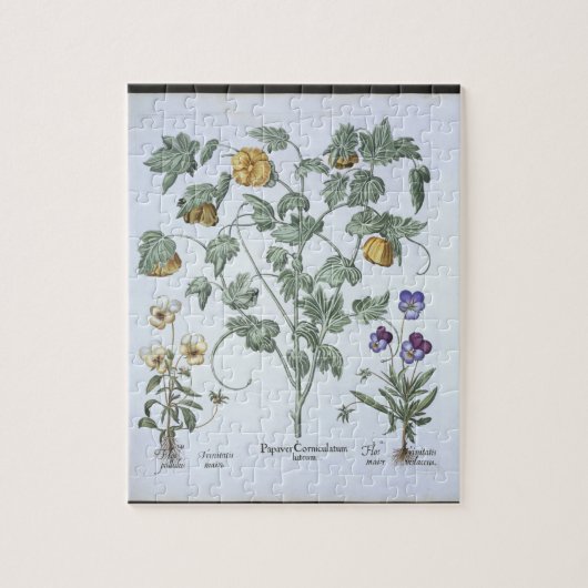 Gelbe gehörnte Mohnblume, vom 'Hortus Eystettensis Puzzle (Vertikal)