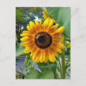 Gelbe Gelbblume mit Postkarte (Vorderseite)