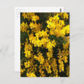 Gelbe Gell-Blume — australisch Postkarte (Vorne/Hinten)