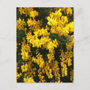 Gelbe Gell-Blume — australisch Postkarte