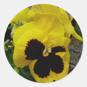 Gelbe gemischte Pansy Runder Aufkleber