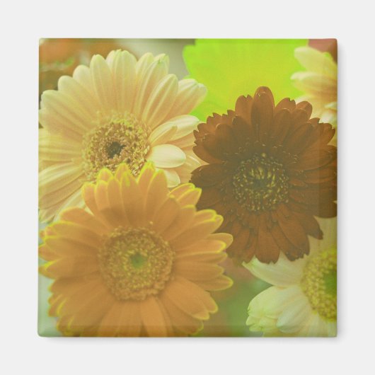 Gelbe Gerbera Daisy Blume Kühlschrank Magnete Magnet (Vorne)