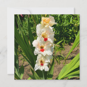 Gelbe Gladiole in meinem Garten Karte
