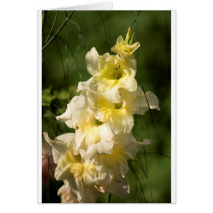 Gelbe Gladiolus-Blumen-Spitze
