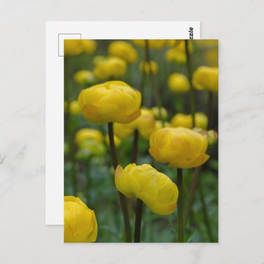 Gelbe Globe-Blume Postkarte (Vorne/Hinten)