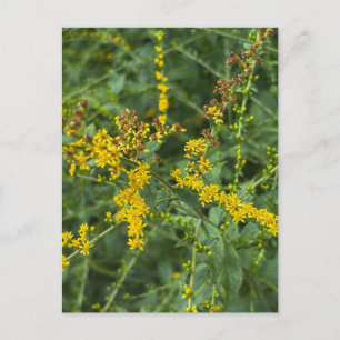 Gelbe Goldenrod-Blüten – Athens Georgia Postkarte