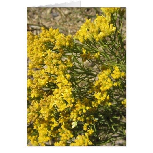 Gelbe Grasland-Wildblume-Karte (Vorne)