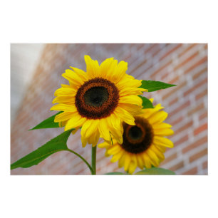 Gelbe Hardy Sonnenblume Kunst, Dichtung und Musik Poster