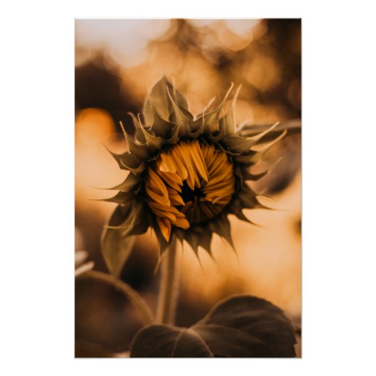 Gelbe Hardy Sonnenblume Kunst, Dichtung und Musik Poster (Vorderseite)