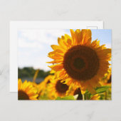 Gelbe Hardy Sonnenblume Kunst, Dichtung und Musik Postkarte (Vorne/Hinten)