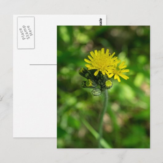 Gelbe Hawkweed-Wildblume Postkarte (Vorne/Hinten)