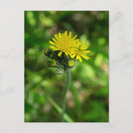 Gelbe Hawkweed-Wildblume Postkarte
