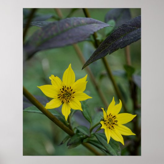 Gelbe Herbstblume Poster (Vorne)