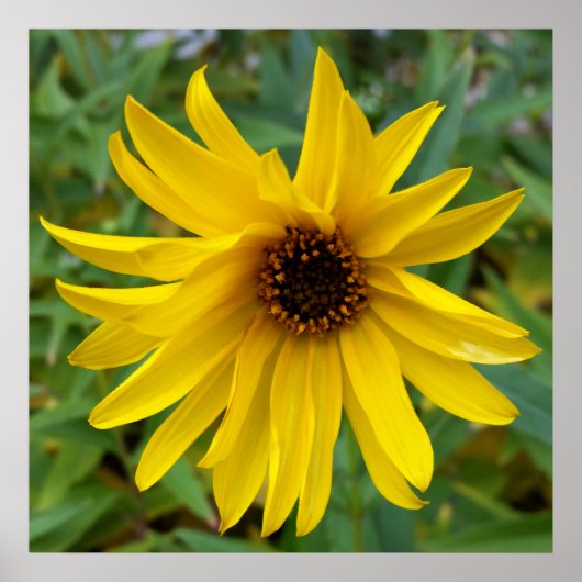 gelbe Herbstblumen Poster (Vorne)