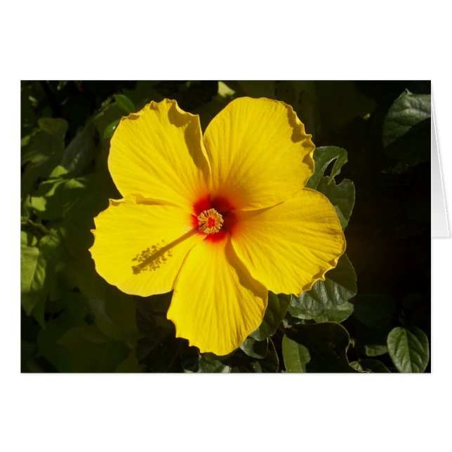 Gelbe Hibiskus Blume (Vorderseite (Horizontal))