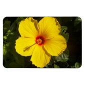 Gelbe Hibiskus Blume Magnet (Horizontal)