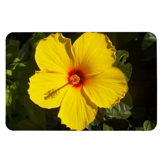 Gelbe Hibiskus Blume Magnet (Horizontal)