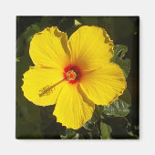 Gelbe Hibiskus Blume Magnet (Vorne)