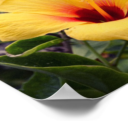Gelbe Hibiskus Blume | Poster (Ecke)