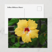 Gelbe Hibiskus Blume Postkarte (Vorne/Hinten)