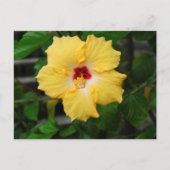 Gelbe Hibiskus Blume Postkarte (Vorderseite)