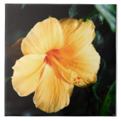Gelbe Hibiskus-Blumen-Fliese Fliese (Vorderseite)