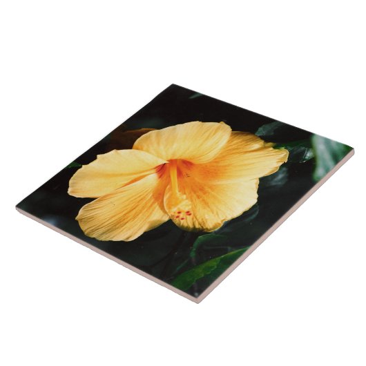 Gelbe Hibiskus-Blumen-Fliese Fliese (Seite)