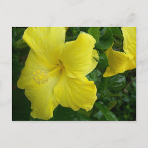 Gelbe Hibiskus-Postkarte Postkarte