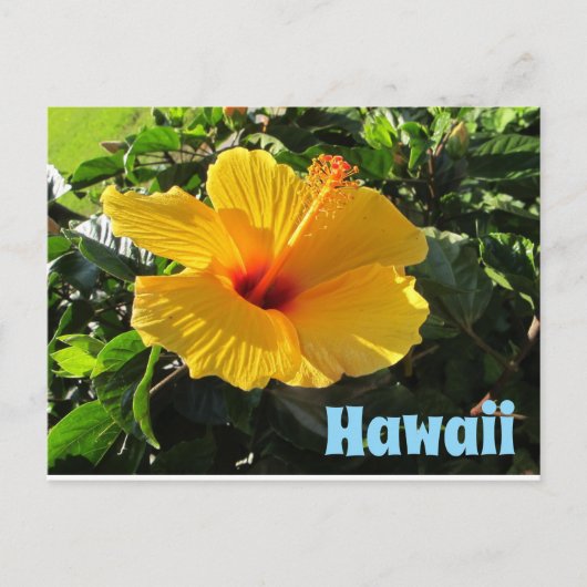 Gelbe Hibiskusblüte Hawaii Postkarte (Vorderseite)
