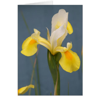 Gelbe Iris