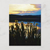 Gelbe Iris am Ufer des Arrowhad-Sees Postkarte (Vorderseite)