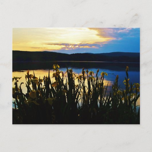 Gelbe Iris am Ufer des Arrowhad-Sees Postkarte (Vorderseite)