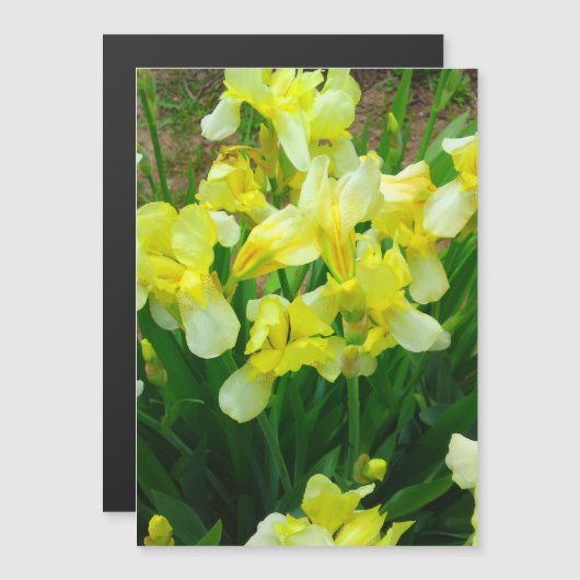 Gelbe Iris Blume Magnet Einladung (Vorne/Hinten)