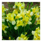 Gelbe Iris Blume Mix Perfektes Poster (Vorderseite)