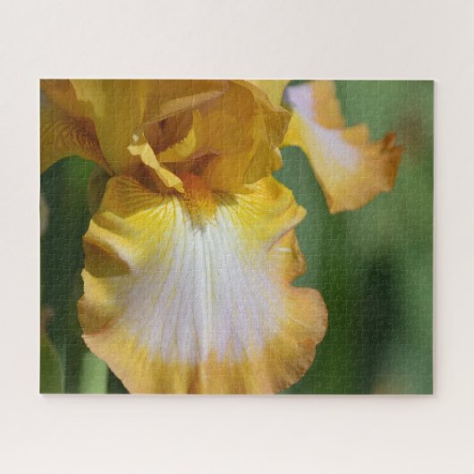 Gelbe Iris-Blume Puzzle (Horizontal)