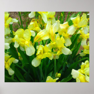 Gelbe Iris-Blumen-Plakat Poster