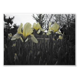 Gelbe Iris Fotodruck