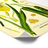 Gelbe Iris (Iris pseudacorus), drucken Poster (Ecke)