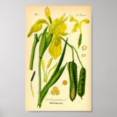 Gelbe Iris (Iris pseudacorus), drucken Poster (Vorne)