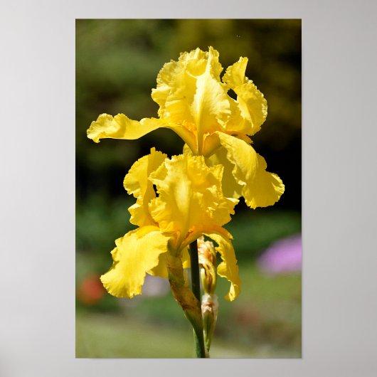 Gelbe Iris Poster (Vorne)