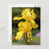 Gelbe Iris Postkarte (Vorne/Hinten)