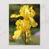 Gelbe Iris Postkarte (Vorderseite)