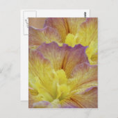Gelbe Iris und ihre Bedeutung Postkarte (Vorne/Hinten)